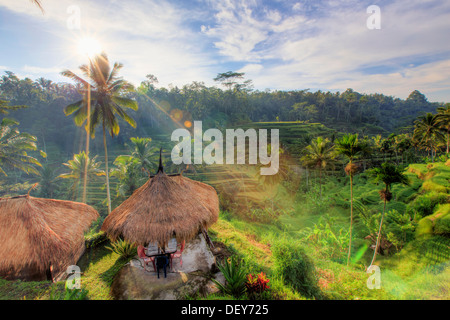 Indonesia, Bali, Ubud, Ceking Rice Terraces Stock Photo