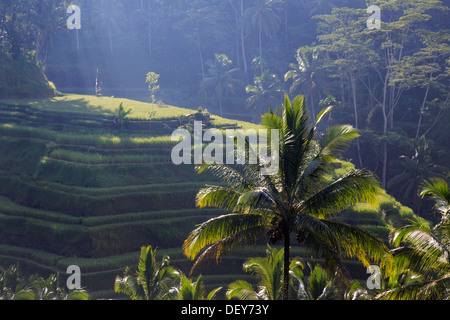Indonesia, Bali, Ubud, Ceking Rice Terraces Stock Photo