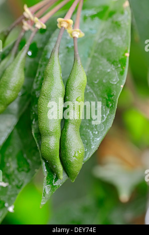 Cola or kola tree (Cola acuminata), fruits, occurrence in Africa, North Rhine-Westphalia, Germany Stock Photo