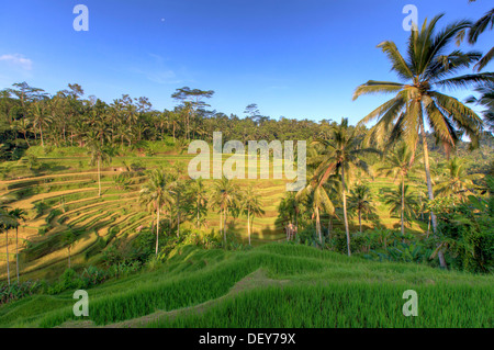 Indonesia, Bali, Ubud, Tegallalang/Ceking Rice Terraces Stock Photo