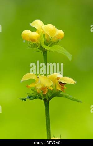 Variegated yellow archangel (Lamium argentatum), flowers, North Rhine-Westphalia, Germany Stock Photo
