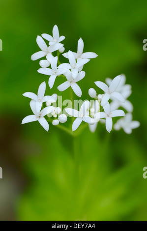 Woodruff or Sweet Woodruff (Galium odoratum) flowers, North Rhine-Westphalia, Germany Stock Photo