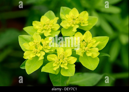 Wart spurge (Euphorbia verrucosa), Germany