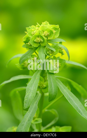 Green spurge or Leafy spurge (Euphorbia esula), North Rhine-Westphalia, Germany Stock Photo