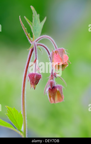 Water Avens or Purple Avens (Geum rival), flowers, North Rhine-Westphalia, Germany Stock Photo