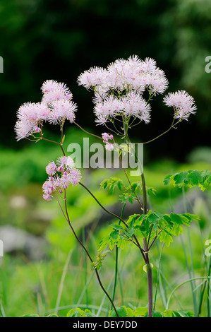 Greater Meadow-rue, Columbine Meadow-rue or French Meadow-rue (Thalictrum aquilegiifolium), flowering, North Rhine-Westphalia Stock Photo