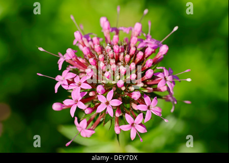 Caucasian Crosswort (Phuopsis stylosa), flower, occurrence in the Caucasus and Iran, North Rhine-Westphalia, Germany Stock Photo