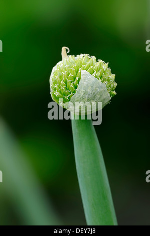 Spring onion, Green onion, Welsh onion or Japanese bunching onion (Allium fistulosum), flower bud, Bergkamen Stock Photo