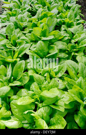 Vegetable patch with Spinach (Spinacia oleracea), Bergkamen, North Rhine-Westphalia, Germany Stock Photo