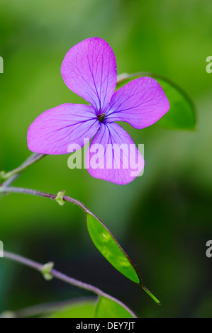 Honesty or Annual Honesty (Lunaria annua), flowering, North Rhine-Westphalia, Germany Stock Photo