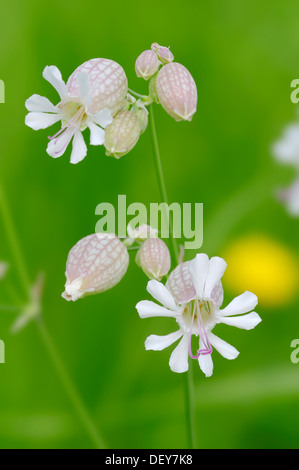 Bladder Campion (Silene vulgaris), flowers, North Rhine-Westphalia, Germany Stock Photo