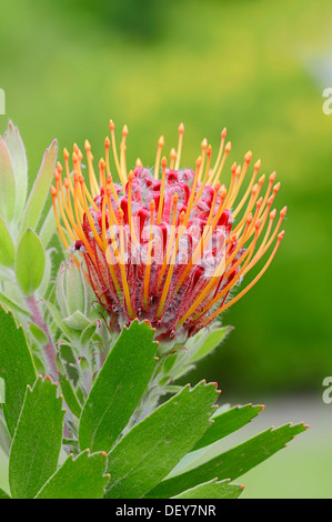 Protea or Pincushion plant, Outeniqua Pincushion and Ribbon Pincushion hybrid, (Leucospermum glabrum x tottum) flower Stock Photo