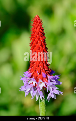 Wayside Primrose, Pagoda Primrose, Poker Primrose or Orchid Primrose (Primula vialii), flower, occurrence in China Stock Photo