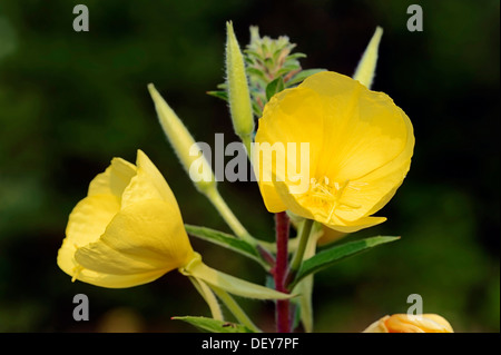Evening Primrose (Oenothera rubricaulis), flowers, North Rhine-Westphalia, Germany Stock Photo