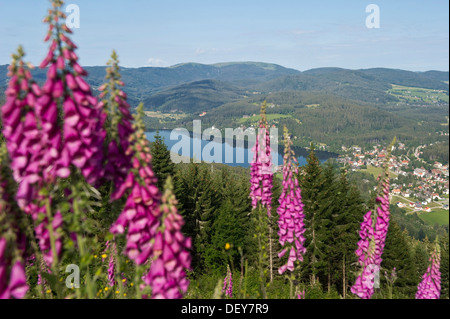View from Mt Hochfirst to Titisee Lake and Mt Feldberg, foxglove flowers at front, near Neustadt, Black Forest Stock Photo