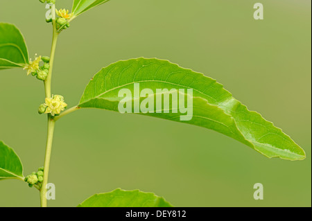 Jujube, red date, Chinese date, Korean date, or Indian date (Zizyphus jujuba, Zizyphus sativa), flowers and leaves Stock Photo