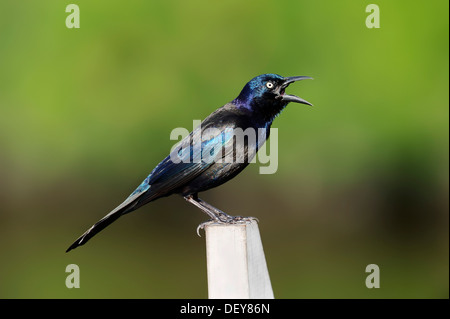 Common Grackle (Quiscalus quiscula), male singing, Everglades National Park, Florida, United States Stock Photo