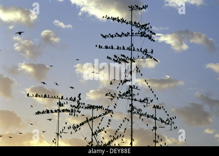 Flock of warbler birds on set of a rooftop TV antenna. Tel Aviv Israel Stock Photo