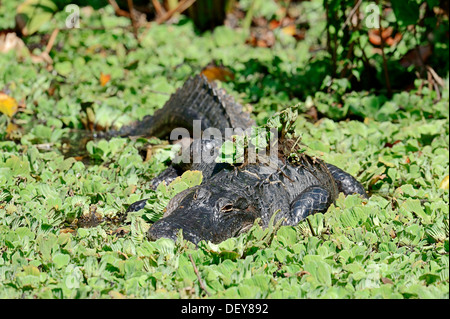 American Alligator (Alligator mississippiensis) surrounded by Water Cabbage or Water Lettuce (Pistia stratiotes) Stock Photo