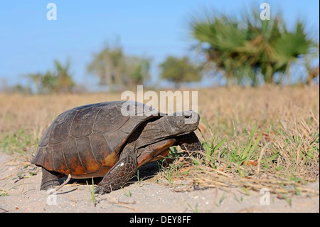 Gopher Tortoise (Gopherus polyphemus), Florida, United States Stock Photo