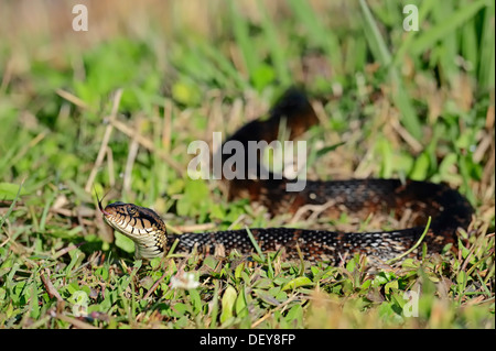 Florida Banded Water Snake (Nerodia fasciata pictiventris), flicking its tongue, Florida, United States Stock Photo