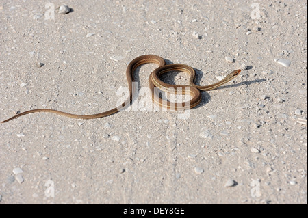 Southern Ribbon Snake (Thamnophis sauritus sackeni), Florida, United States Stock Photo