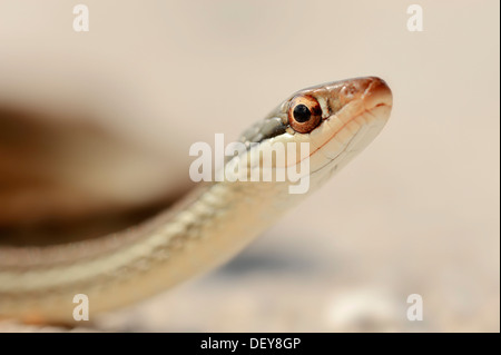 Southern Ribbon Snake (Thamnophis Sauritus Sackeni), Flicking Its ...