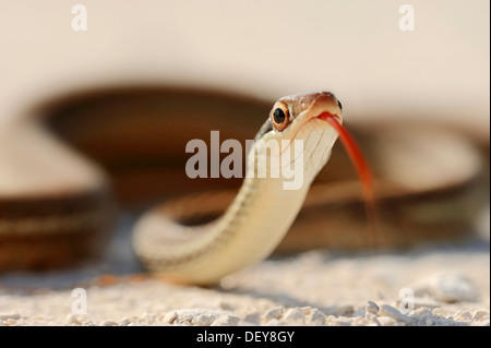 Southern Ribbon Snake (Thamnophis sauritus sackeni), flicking its tongue, Florida, United States Stock Photo