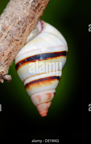 Florida Tree Snail (Liguus fasciatus), Everglades National Park, Florida, United States Stock Photo