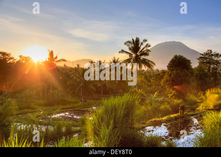 Indonesia, Bali, East Bali, Amlapura, Rice Fields and Gunung Agung Volcano Stock Photo