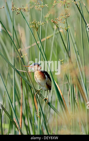 Least Bittern (Ixobrychus exilis), male in the reeds, Everglades National Park, Florida, United States Stock Photo