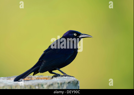 Common Grackle (Quiscalus quiscula), male, Everglades National Park, Florida, United States Stock Photo