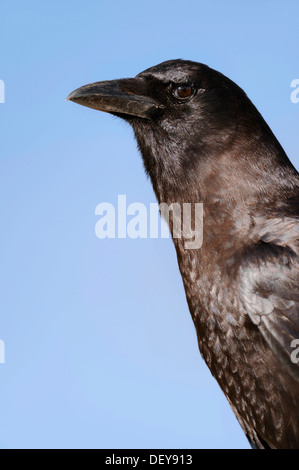 American Crow (Corvus brachyrhynchos), portrait, Myakka River State Park, Florida, United States Stock Photo