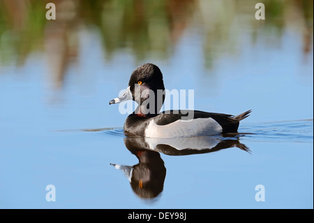 Ring-necked Duck (Aythya collaris), drake, swimming with its reflection in the water, Florida, United States Stock Photo