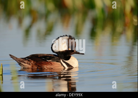 Hooded Merganser (Lophodytes cucullatus, Mergus cucullatus), male swimming, Florida, United States Stock Photo