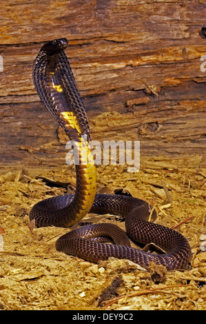 Black Pakistani Cobra (Naja Naja) Captive Specimen, Native To Pakistan ...