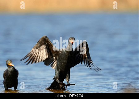 Double-crested Cormorant (Phalacrocorax auritus) landing in the water, Everglades National Park, Everglades Nationalpark Stock Photo