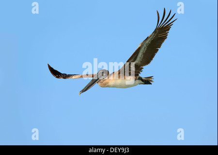 Brown Pelican (Pelecanus occidentalis), juvenile, in flight, Sanibel Island, Florida, United States Stock Photo