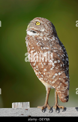 Burrowing Owl (Speotyto cunicularia, Athene cunicularia), Florida, United States Stock Photo