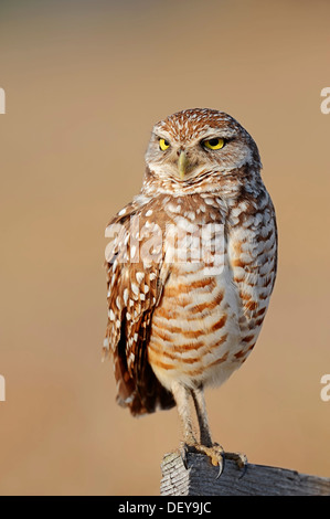 Burrowing Owl (Speotyto cunicularia, Athene cunicularia), Florida, United States Stock Photo