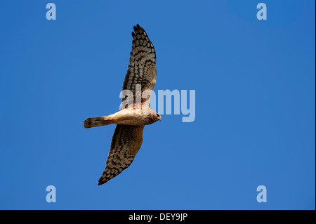 Hen Harrier or Northern Harrier (Circus hudsonius, Circus cyaneus hudsonius), female, in flight, Florida, United States Stock Photo