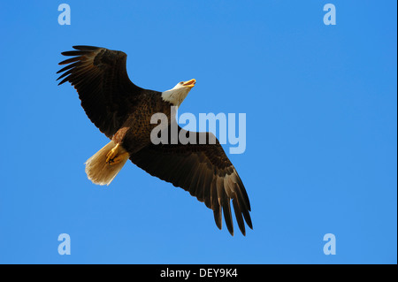 Bald Eagle (Haliaeetus leucocephalus) in flight, Florida, United States Stock Photo