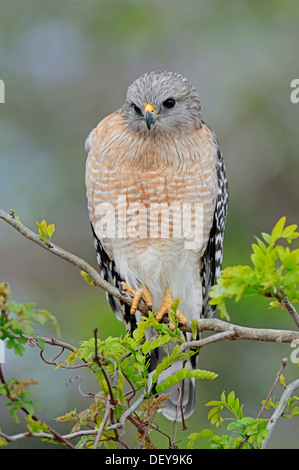 Red-shouldered Hawk (Buteo lineatus), Myakka River State Park, Florida, United States Stock Photo