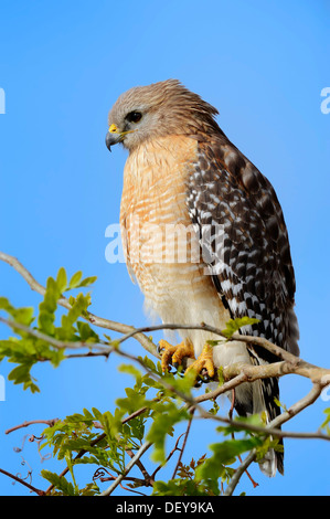 Red-shouldered Hawk (Buteo lineatus), Myakka River State Park, Florida, United States Stock Photo