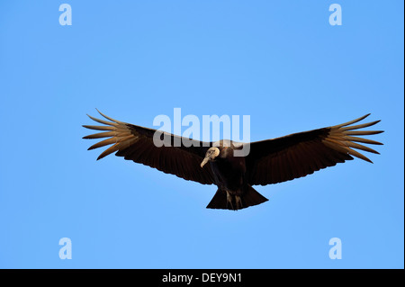 Black Vulture (Coragyps atratus) in flight, Florida, United States Stock Photo