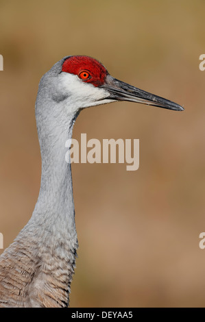 Florida Sandhill Crane (Grus canadensis pratensis), portrait, Florida, United States Stock Photo