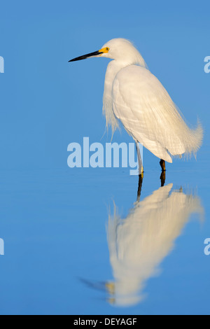 Snowy Egret (Egretta thula) standing in water with its reflection, Florida, United States Stock Photo