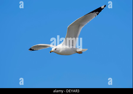 Ring-billed Gull (Larus delawarensis) in flight, Florida, United States Stock Photo