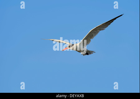 Caspian Tern (Hydroprogne caspia, Sterna caspia) in flight, Florida, United States Stock Photo