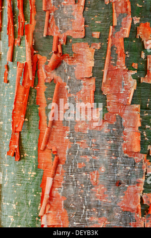 Gumbo-limbo, Copperwood or Chaca (Bursera simaruba), detail of bark, Sanibel Island, Florida, United States